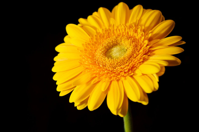 Обои картинки фото цветы, герберы, круглый, солнце, желтый, лепестки