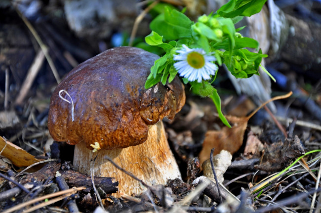 Обои картинки фото природа, грибы, цветок, боровик, белый, гриб