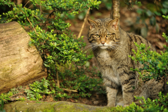Обои картинки фото шотландский, лесной, кот, животные, дикие, кошки, грозный, хищник