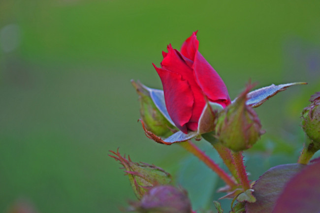 Обои картинки фото цветы, розы, бутон, алый