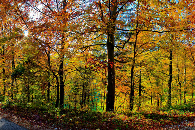 Обои картинки фото словения, hrastnik, природа, лес