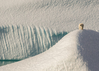 Картинка eclipse sound nunavut canada животные медведи белый медведь нунавут канада айсберги льдины