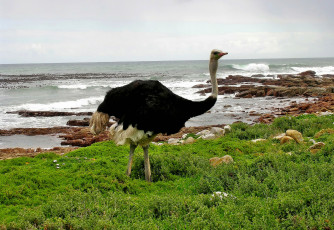 Картинка животные страусы страус трава камни берег океан