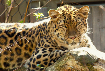 Картинка животные леопарды амурский леопард