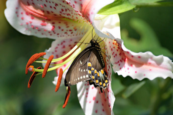 Картинка животные бабочки тычинки макро парусник поликсена лилия цветок