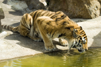 Картинка животные тигры тигр водопой