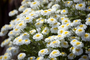 Картинка цветы хризантемы белый