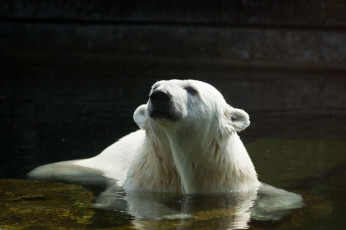 Картинка животные медведи купание белый медведь