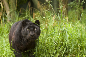 Картинка животные пантеры черный леопард трава