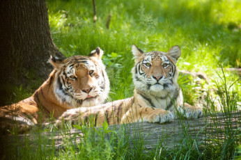 Картинка животные тигры детеныш тигрица тигренок пара семья