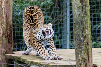 Картинка животные Ягуары ягуар потягивается поза