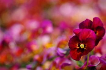 Картинка цветы анютины глазки садовые фиалки виола