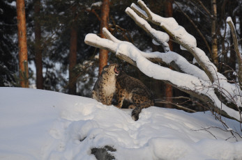 Картинка животные снежный барс ирбис зевает снег пара барсы