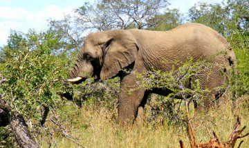 Картинка животные слоны слон заросли
