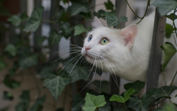 Картинка животные коты белый кот забор листья