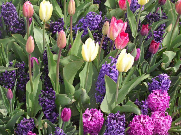 Обои картинки фото цветы, разные, вместе, гиацинты, тюльпаны, бутоны
