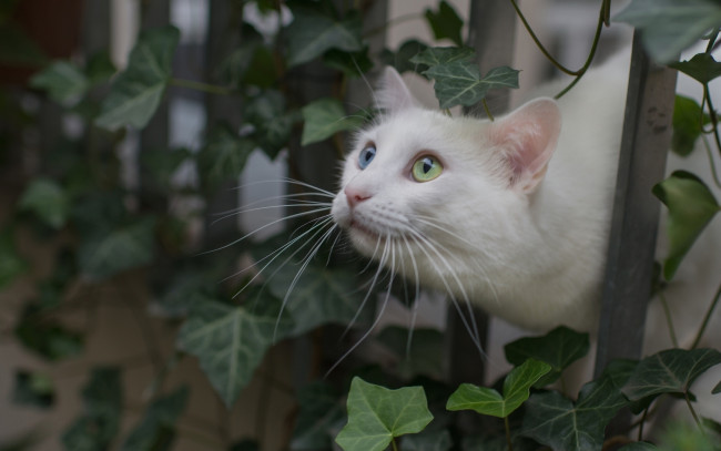 Обои картинки фото животные, коты, белый, кот, забор, листья