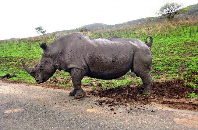 Обои картинки фото животные, носороги, грязь, дорога, поле, носорог