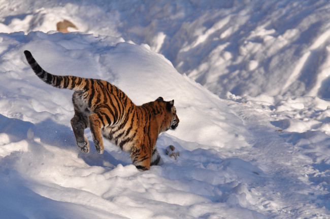 Обои картинки фото животные, тигры, прыжок, детеныш, снег, тигренок, амурский, тигр, игра