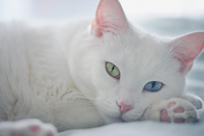 Обои картинки фото животные, коты, белый, кот, взгляд, мордочка, разные, глаза
