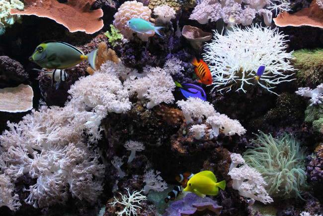 Обои картинки фото животные, рыбы, подводный, мир, кораллы, аквариум