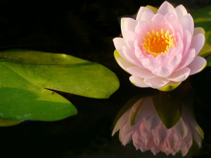 Картинка цветы лилии+водяные +нимфеи +кувшинки водяная лилия вода листок