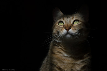 Картинка животные коты тень морда