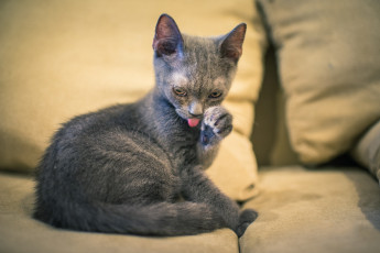 Картинка животные коты умывается серый котенок кошка
