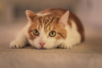 Картинка животные коты взгляд поза бело-рыжая кошка