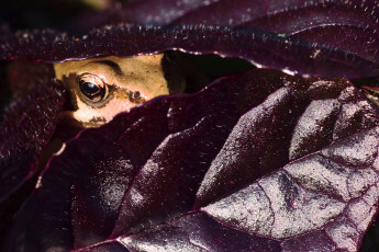 обоя животные, лягушки, глаз, макро, выглядывает, лягушка, листья