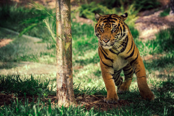 Картинка животные тигры тигр в движении калифорния сан-диего сафари-парк