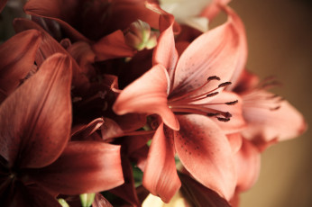 Картинка цветы лилии +лилейники цветение лепестки бутоны