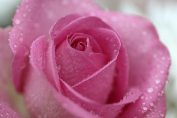 Картинка цветы розы капли розовый лепестки макро