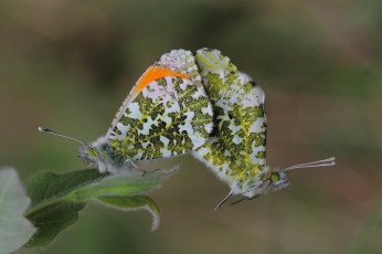 Картинка животные бабочки крылья фон пара спаривание усики