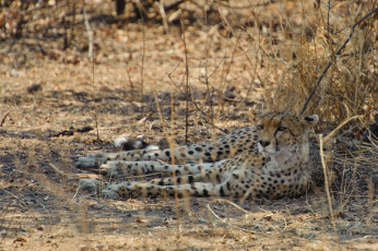 Картинка животные гепарды кошка отдых