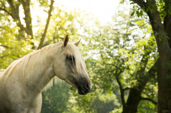 Картинка животные лошади грива морда серый конь