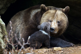 Картинка животные медведи фон природа