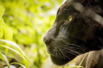 Картинка животные пантеры морда ягуар кошка профиль