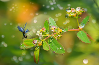 Картинка животные стрекозы стрекоза роса блики плоды капли листья ветка растение