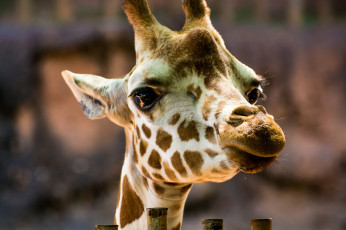 Картинка животные жирафы морда