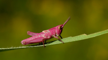 Картинка животные кузнечики +саранча макро насекомое кузнечик розовый травинка фон