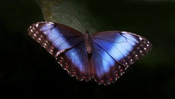 Картинка животные бабочки синяя макро крылья бабочка
