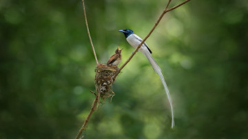Картинка животные птицы райская мухоловка птица птенец гнездо ветка