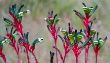 Картинка цветы красно-зелёные мохнатые тычинки макро