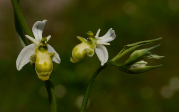 Картинка цветы орхидеи фон макро
