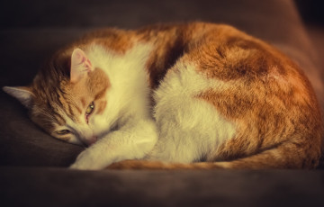 Картинка животные коты отдых кот бело-рыжий кошка