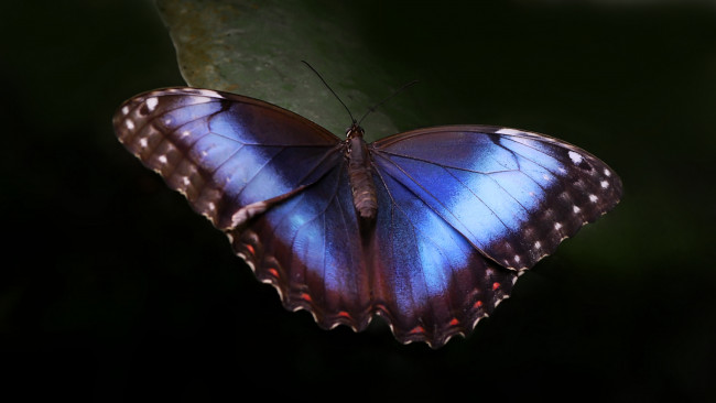 Обои картинки фото животные, бабочки, синяя, макро, крылья, бабочка