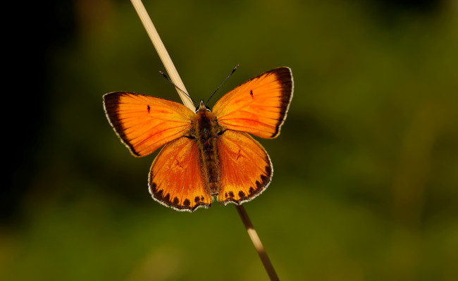 Обои картинки фото животные, бабочки, крылья, макро, оранжевая, усики, бабочка, палочка, травинка