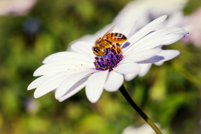Обои картинки фото животные, пчелы,  осы,  шмели, макро, цветок, пчела, лепестки, белый