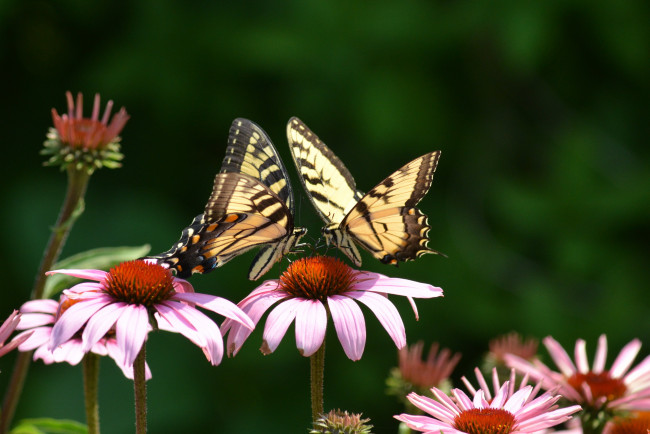 Обои картинки фото животные, бабочки, махаон, две, эхинацея, розовые, цветы